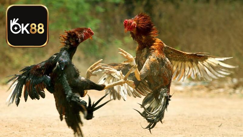Đá Gà Chọi Live Betting OK88 – Bí Kíp Ăn Đậm Ngay Trận Đầu