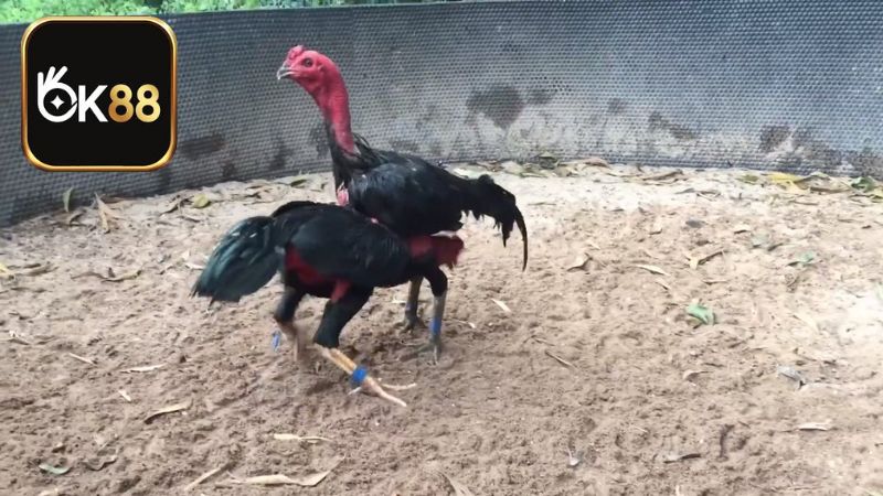 Bám sát diễn biến trận đá gà chọi để bắt kịp lúc con vật bị yếu đi rồi đổi cửa