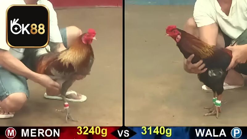 Anh em nhớ tìm hiểu thật kỹ thông tin chiến kê trước khi chọn cửa đá gà chọi